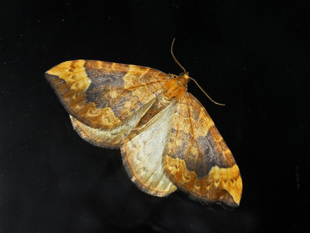 Una bella falena:  Eulithis populata (Geometridae)